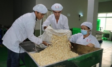 Xuất khẩu hạt điều sang Trung Quốc vọt tăng hơn 35%