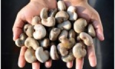 Cảnh báo mua bán điều thô với doanh nghiệp Bờ Biển Ngà