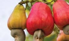 Gía điều tại thị trường nội địa chững lại tuần đầu tháng 10