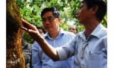 Nâng chất lượng hạt điều phục vụ xuất khẩu
