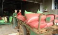 Sản lượng cà phê Việt Nam niên vụ 2015 giảm 15%