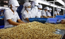 Xuất khẩu hạt điều tăng gần 12%