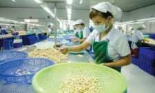 Việt Nam đang là nguồn cung lớn nhất và không thể thay thế một loại hạt cho Trung Quốc, Mỹ, Hàn Quốc