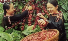 Đề xuất thành lập quỹ bảo hiểm cà phê