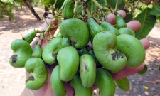 Mùa điều vui